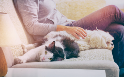 image for COVID-19 and Your Supplies for Your Pet